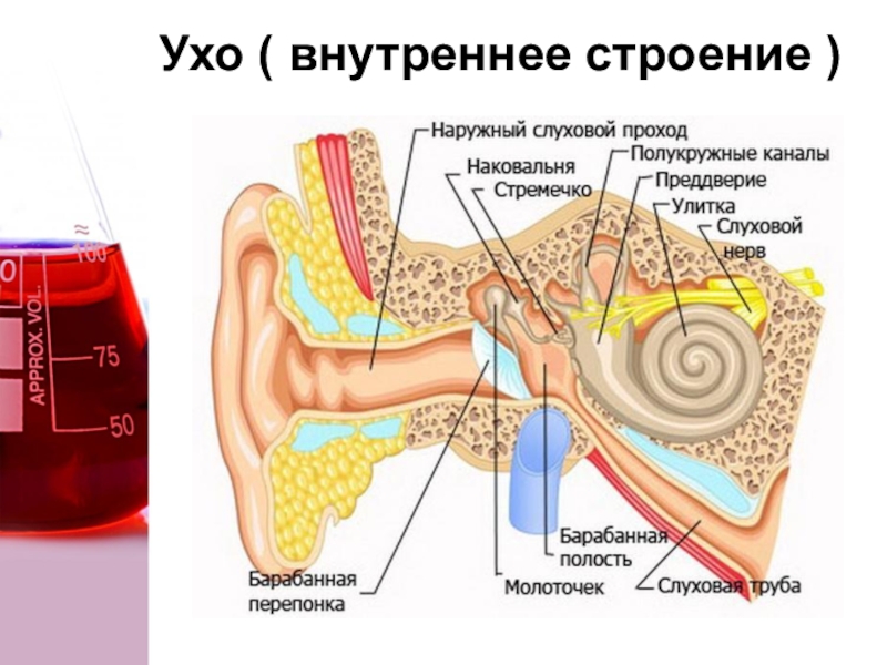 Внутреннее ухо расположено в полости. Внутреннее ухо строение. Строение внутреннего уха. Внутренне ухо анатомия. Внутрение строение ухо.