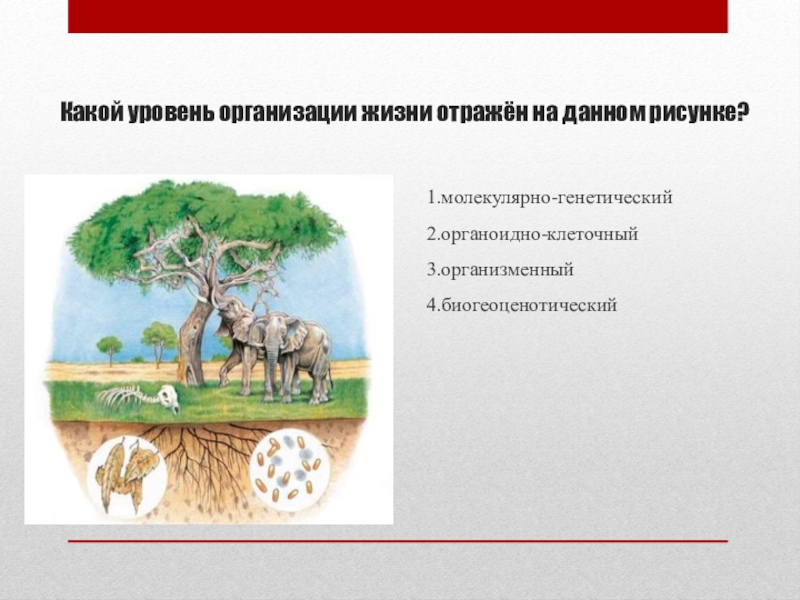 Уровни организации рисунок. Какой уровне организации жизни отражён на. Биогеоценотический уровень организации жизни. Какой уровень организации жизни отражен на данном рисунке. Какой уровень организации жизни отражён на данной фотографии?.