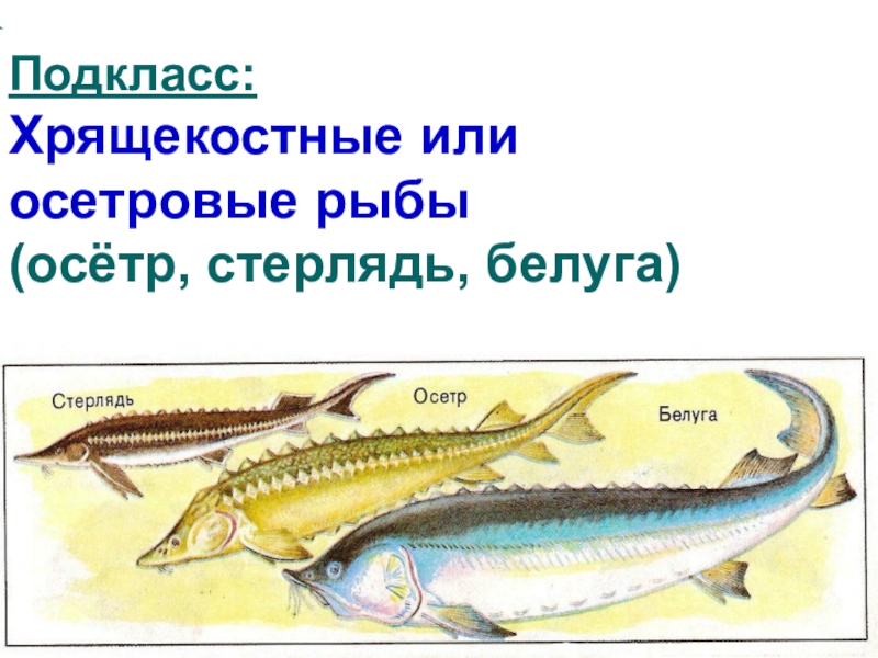 Хорда осетровой рыбы. Хрящекостные рыбы представители. Отряд Осетрообразные строение. Внешнее строение осетрообразных рыб.