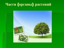 Презентация к уроку окружающего мира Части (органы) растений