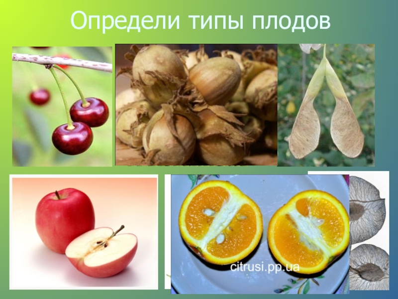 Виды плодов. Типы плодов. Тип плода. Определите типы плодов. Плоды типы плодов.