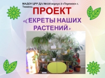 Презентация Проект Секреты наших растений в старшей группе