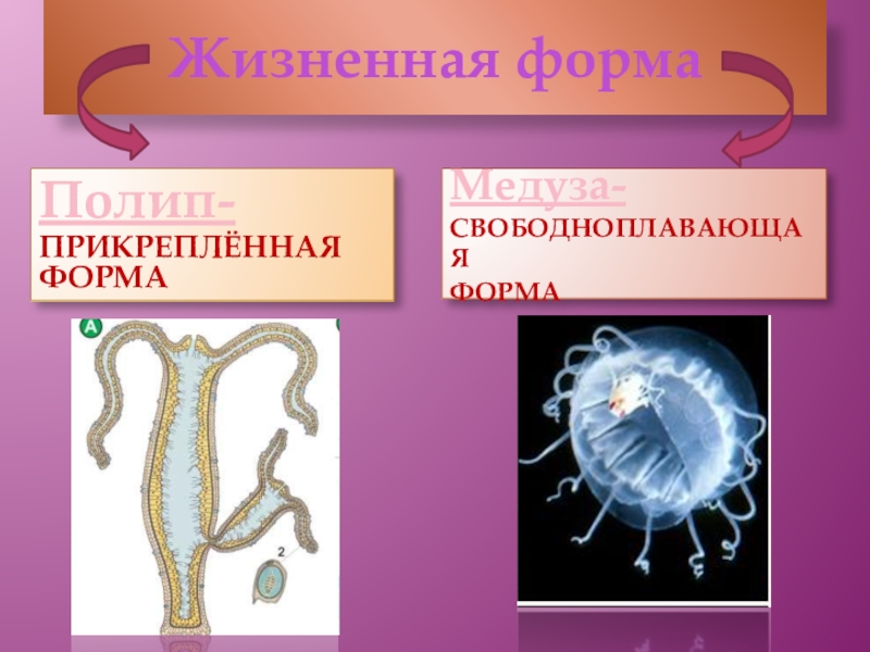 Полипы ведут прикрепленный образ жизни. Жизненные формы кишечнополостных. Полип жизненная форма. Жизненные формы медузы. Полип медузы.