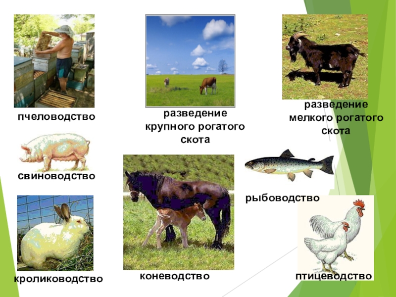 Каких животных разводят в московской области. Отрасли животноводства в нашем крае. Животноводство окружающий мир. Отрасли животноводства 4. Сообщение на тему сельскохозяйственные животные.