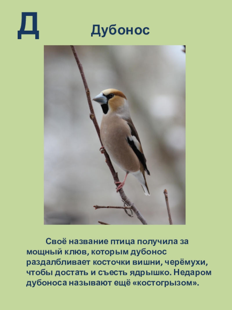 Птица получившая свое название. Дубонос. Дубонос птица описание. Дубонос клюв птица. Особенности клюва дубоноса.