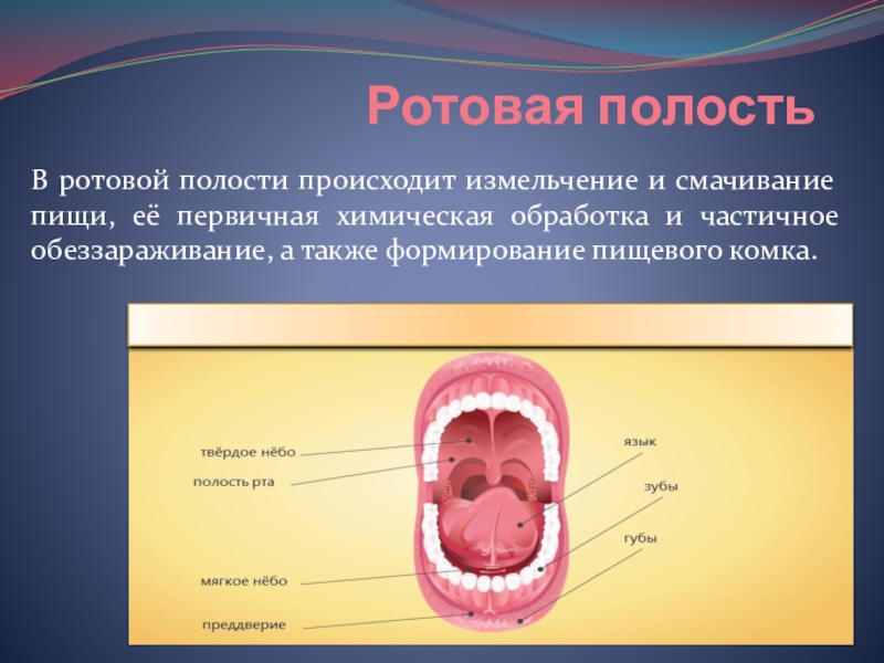 В полости рта осуществляется. Опухоль в ротовой полости. Презентация на тему ротовая полость. Измельчение пищи в ротовой полости. Волдырь в ротовой полости.