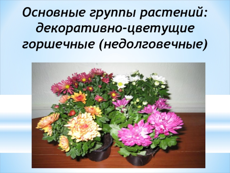 Основные группы растений: декоративно-цветущие горшечные (недолговечные)