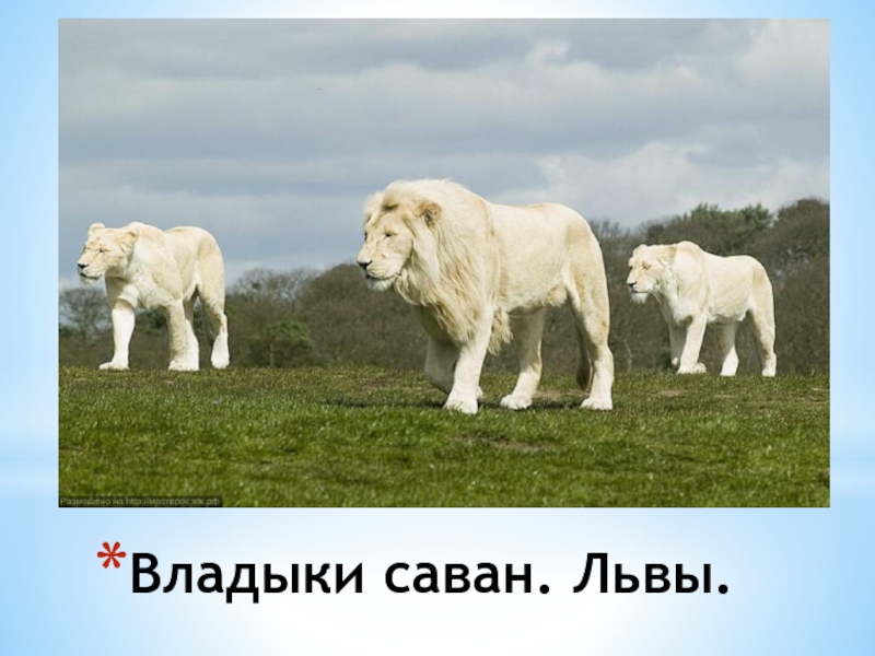 Какова белый. Лев альбинос презентация. Факты о белом Льве. Презентация про белых Львов. Белый Лев охрана.