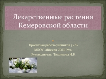 Презентация проектной работы по окружающему миру Лекарственные растения Кемеровской области (3 класс)