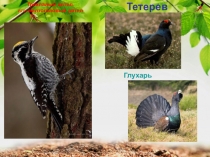 Презентация Птицы Республики Татарстан