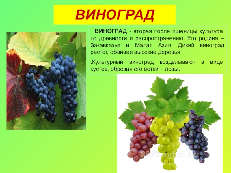 Старый свет биология. Виноград культурный. Виноград культурное растение. Виноград это культурное растение или нет. Презентация на тему виноград.