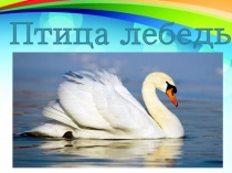 Презентация по миру природы на тему О лебедях