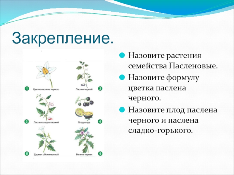 Проект семейство пасленовые 6 класс по биологии