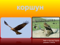 Презентация по окружающему миру на тему Птицы. Коршуны (3 класс)