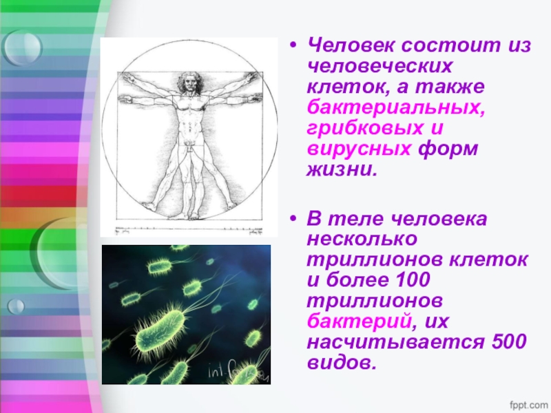 Тело состоит из 2 клеток. Тело человека состоящее из клеток. Организм человека состоит из клеток. Человек состоит. Из чего состоит человек.