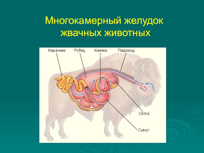 Многокамерный желудок  жвачных животных