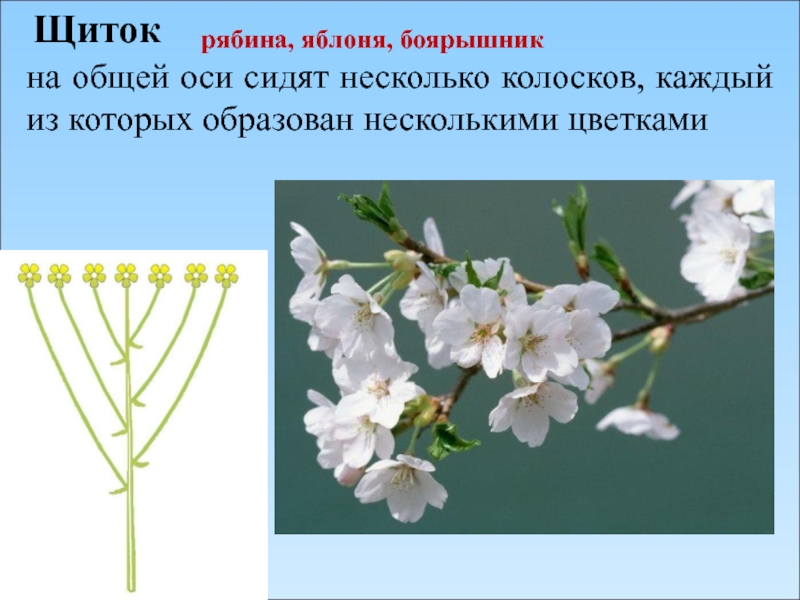 Соцветие щиток. Тип соцветия щиток. Растения с соцветием щиток. Соцветие щиток примеры растений.