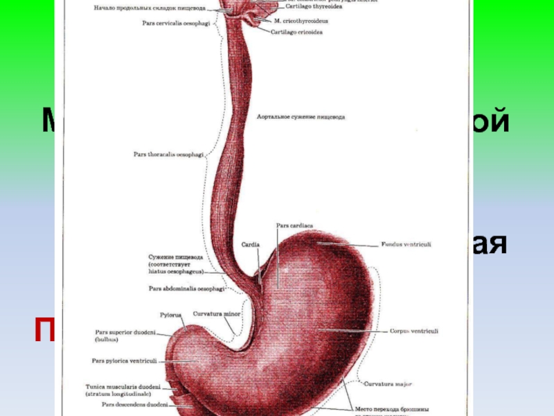 Какой это орган? Мускулистая трубка длиной около 20 см, по которой передвигается измельченная и смоченная пища.Пищевод