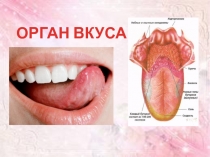 Вкусовой анализатор. Презентация к уроку