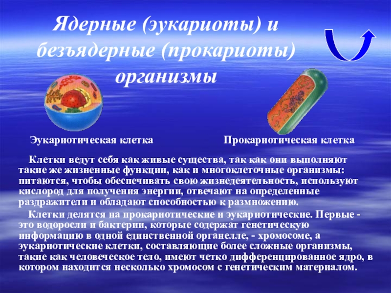 Понятие об организме биология 5. Доядерные и ядерные организмы. Эукариотам (ядерные организмы). Безъядерные клетки эукариот. Ядерные и безъядерные клетки.