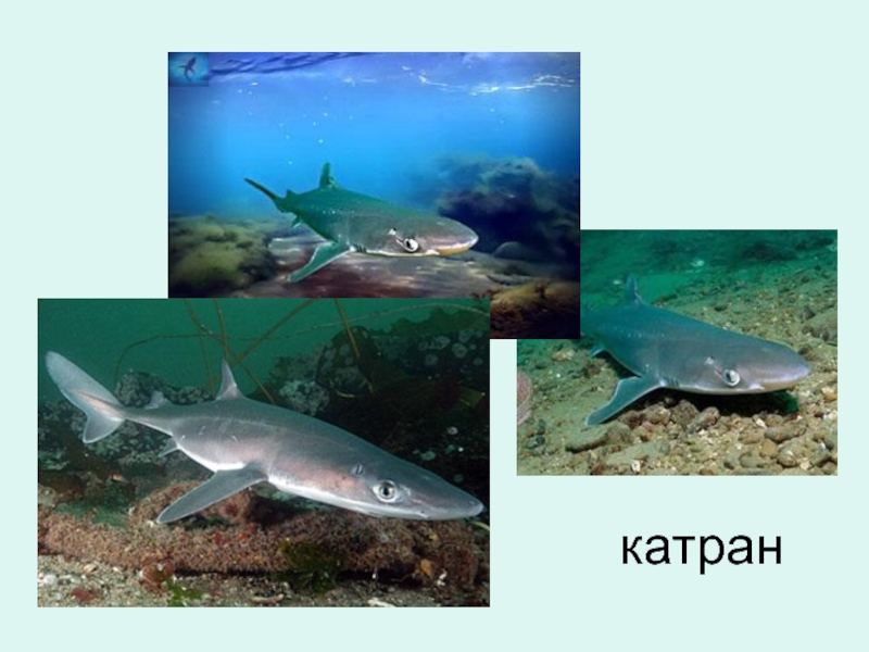 Обитатели черного моря фото с названиями и описанием
