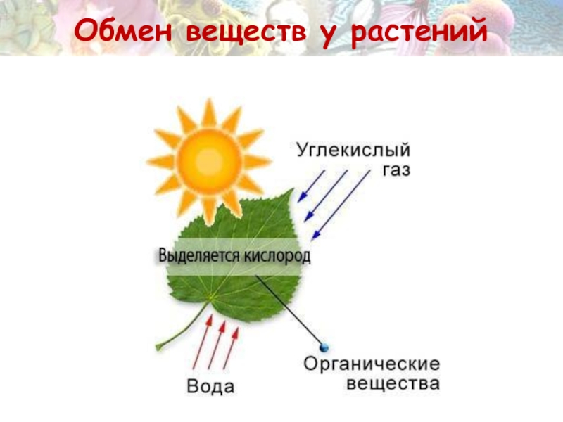 Преобразование энергии света при фотосинтезе схема