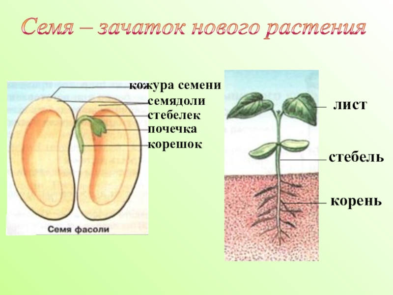 Семенные растения 5 класс биология презентация