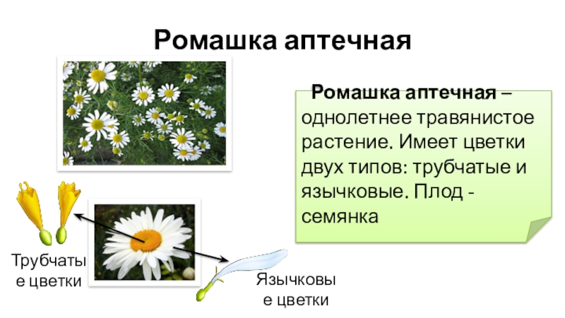 Ромашка аптечная Ромашка аптечная – однолетнее травянистое растение. Имеет цветки двух типов: трубчатые и язычковые. Плод -
