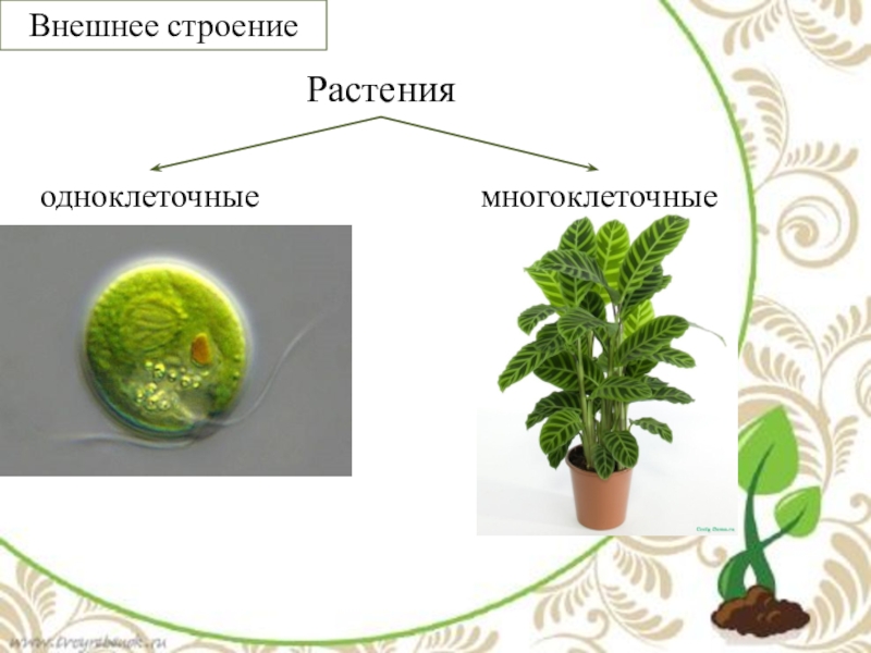 Внешние растения. Одноклеточные и многоклеточные растения. Строение царства растений. Внешнее строение растений одноклеточные и многоклеточные. Царство растений одноклеточные и многоклеточные.