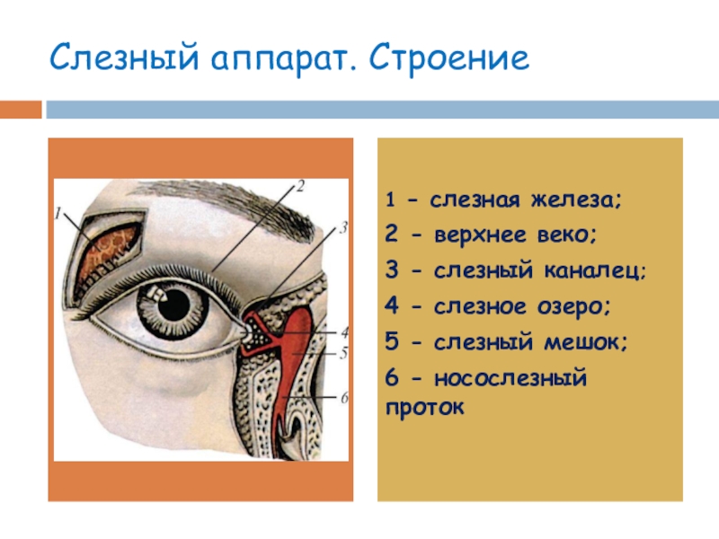 Слезные железы вспомогательный аппарат. Анатомические структуры слезного аппарата. Анатомия глаза слезный мешок. Слезный аппарат глаза анатомия. Слезная железа и слезный мешок.