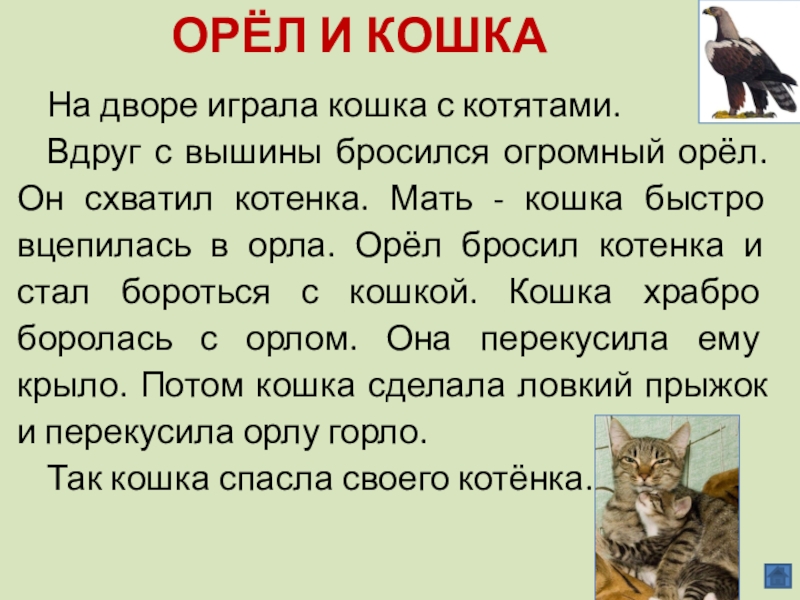 Орел и кошка картинки