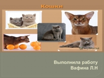Кошки