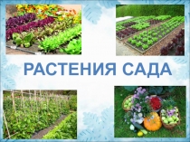 Можно ли все огородные растения высаживать одновременно.