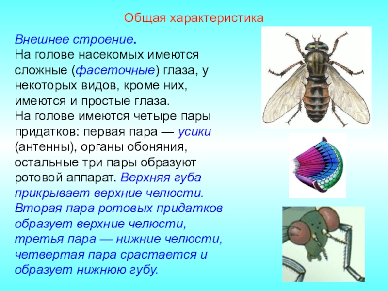 Общая характеристика насекомых презентация