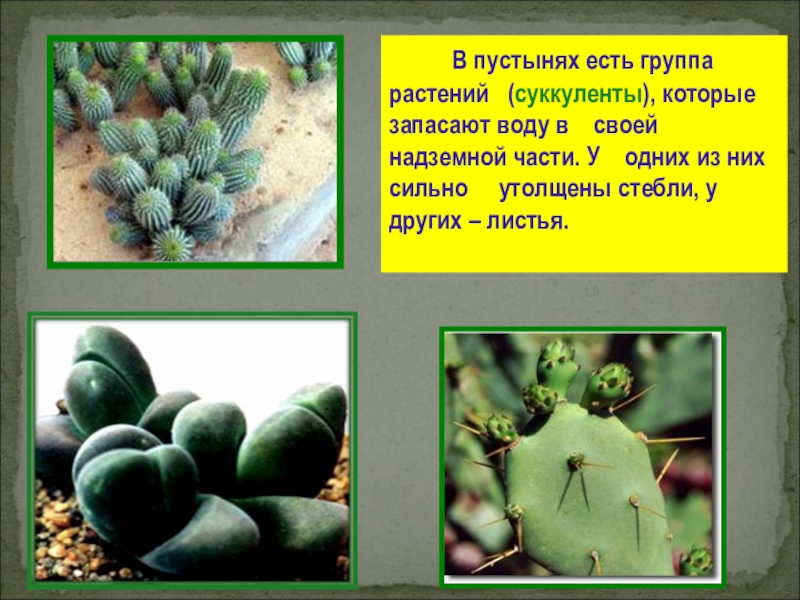 Растения пустыни 5 класс биология. Растения которые запасают воду. Растительный мир пустыни презентация. Растения пустынь презентация. Растения пустыни презентация.