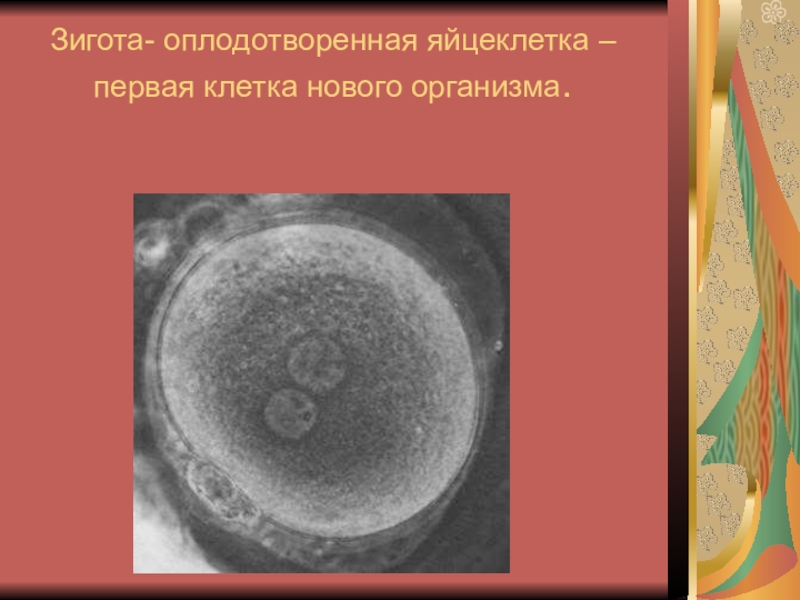 Что такое зигота. Зигота. Оплодотворенная яйцеклетка. Клетка зигота. Зигота это оплодотворенная.