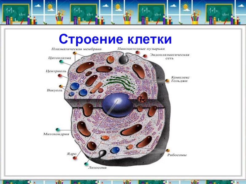 Работа по теме строение клетки. Путешествие в мир клетки. Строение 4 клеток. Строение клетки человека 4 класс. Путешествие в мир клеток 4 класс.