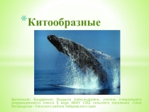 Презентация по биологии по теме Китообразные (8 класс)