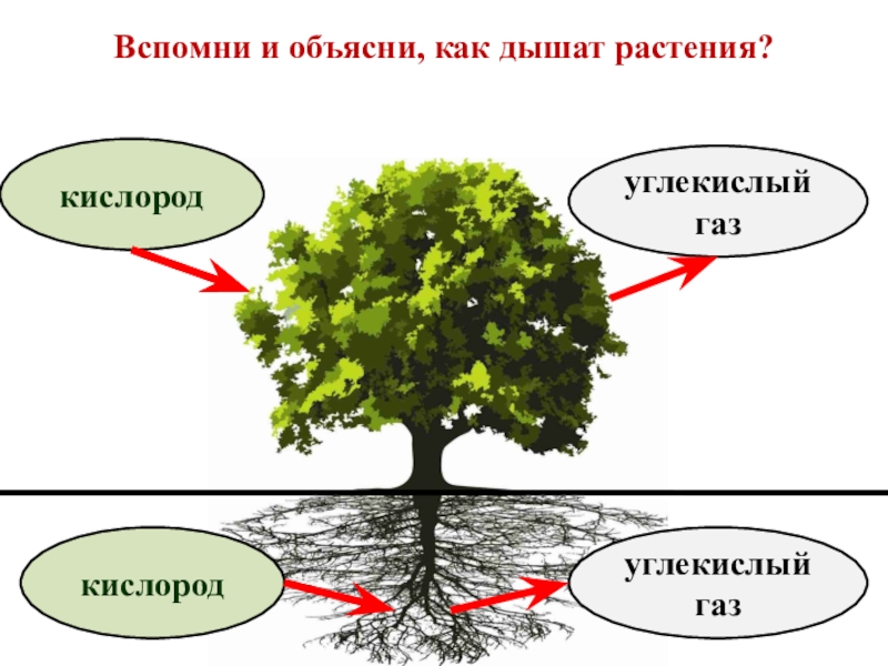 Как дышат растения. Как растения дышат и питаются. Дыхание и питание растений 3 класс. Как растения дышат и питаются окружающий. Схема как растения дышат и питаются.