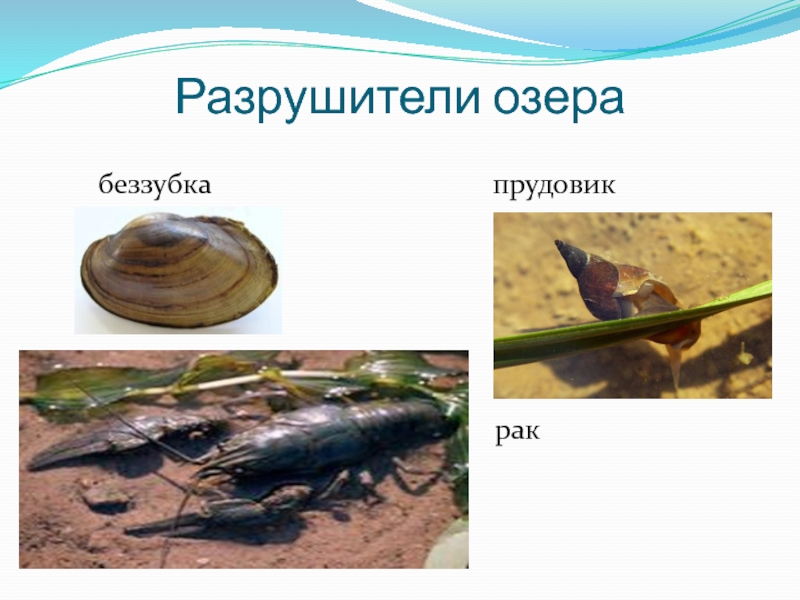 личинка беззубки. моллюски глохидии. беззубка моллюск. разрушители водоемов пресноводных. глохидии личинки беззубки.