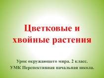 Презентация по окружающему миру на тему Цветковые и хвойные растения (УМК Перспективная начальная школа, 2класс)