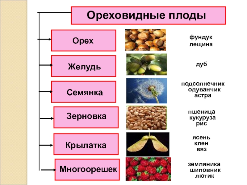 Плоды 5 класс презентация