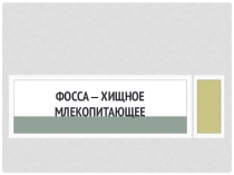 Фосса-хищное млнкопитающее