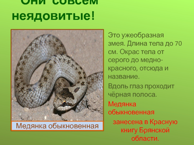 Змеи брянской области фото и описание