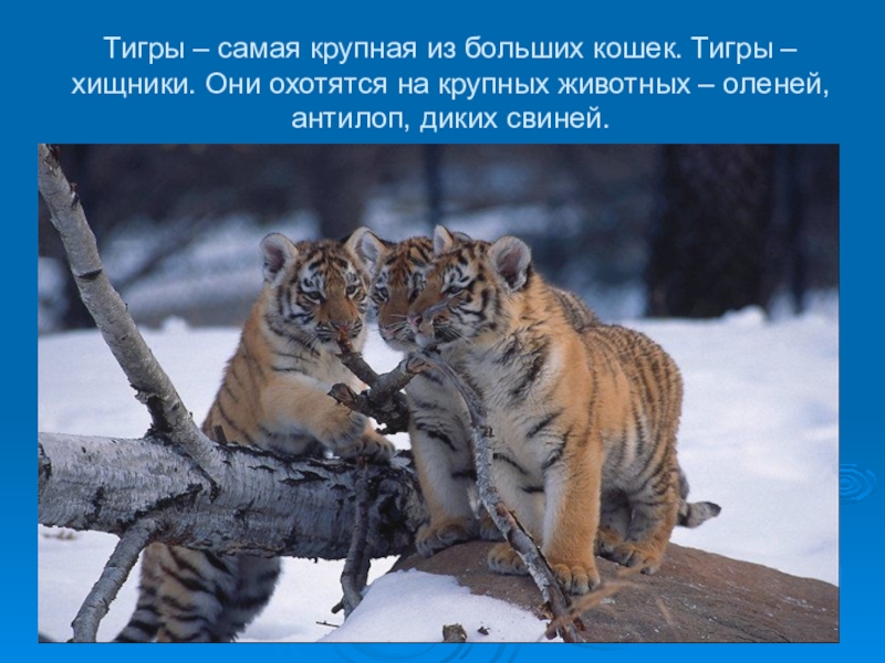 Тигры – самая крупная из больших кошек. Тигры – хищники. Они охотятся на крупных животных – оленей,