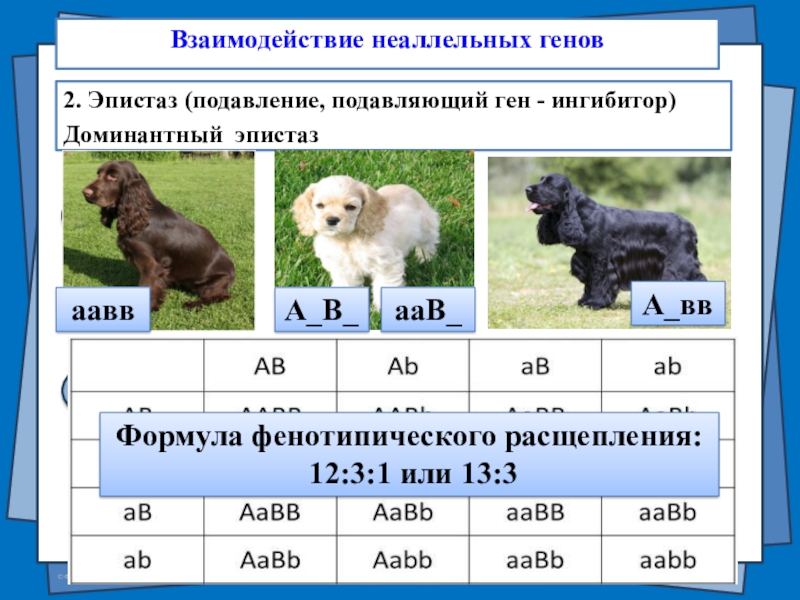 Взаимодействие неаллельных генов презентация