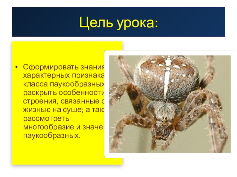 Значение паукообразных в природе. Отделы тела паука крестовика. Паукообразные общая характеристика. Класс паукообразные общая характеристика. Образ жизни паукообразных.