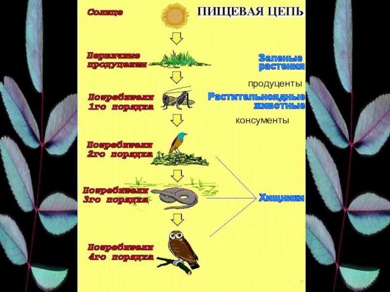 Презентация по биологии 7 класс цепи питания