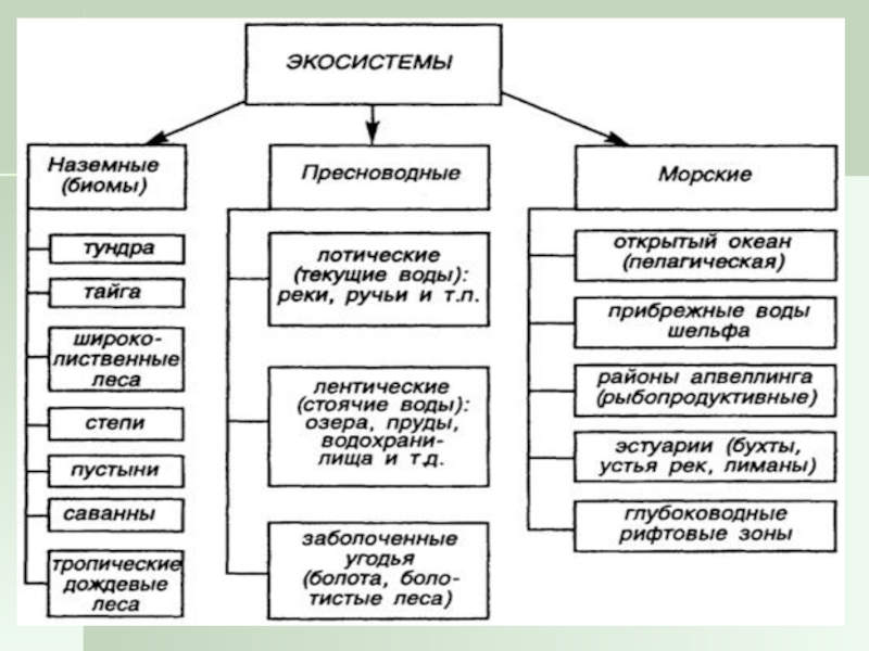 Схема общей структуры экосистем