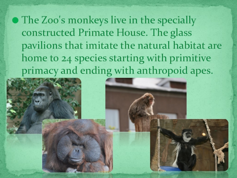 The Zoo's monkeys live in the specially constructed Primate House. The glass pavilions that imitate the natural